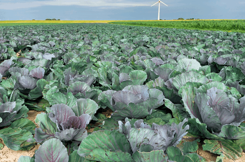 Der echte Norden: Bio-Förderung in den Küchen von Schleswig-Holstein